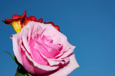 Mavi gökyüzünde güzel gül ve orkide çiçeklerine yakın, çiçek konsepti