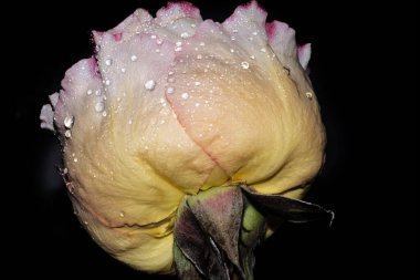 Koyu arkaplanda güzel bir gül çiçeği