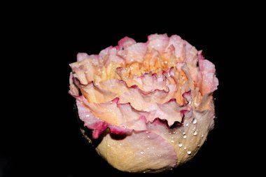 Koyu arkaplanda güzel bir gül çiçeği