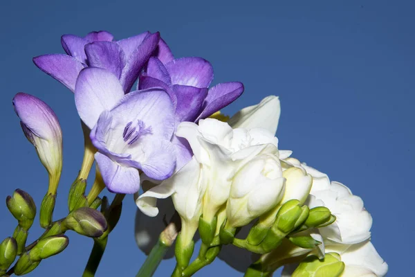 Beautiful Spring Flowers Blue Sky Background — Stock Photo, Image