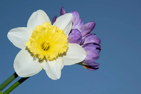 Hermosas Flores Primavera Sobre Fondo Cielo Azul — Foto de Stock