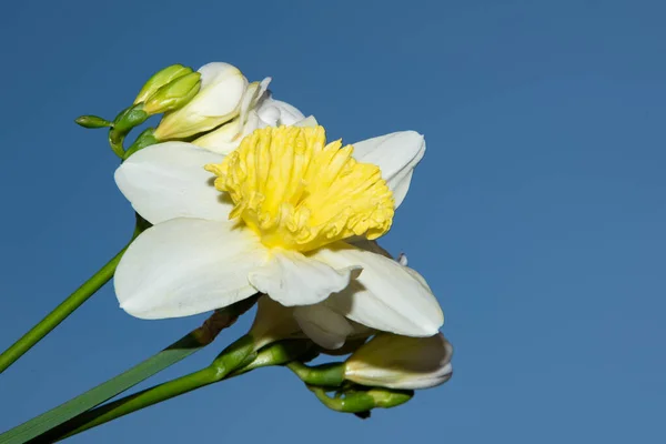 Schöne Frühlingsblumen Auf Blauem Himmel Hintergrund — Stockfoto