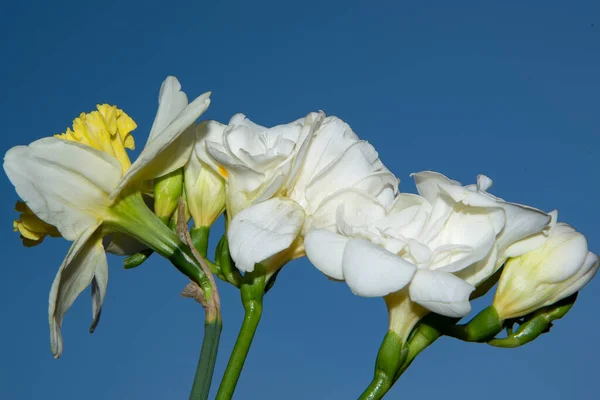 Belas Flores Primavera Fundo Céu Azul — Fotografia de Stock