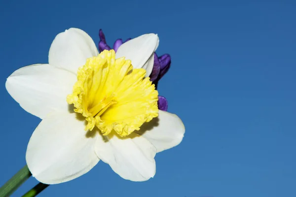 Mooie Lente Bloemen Blauwe Lucht Achtergrond — Stockfoto