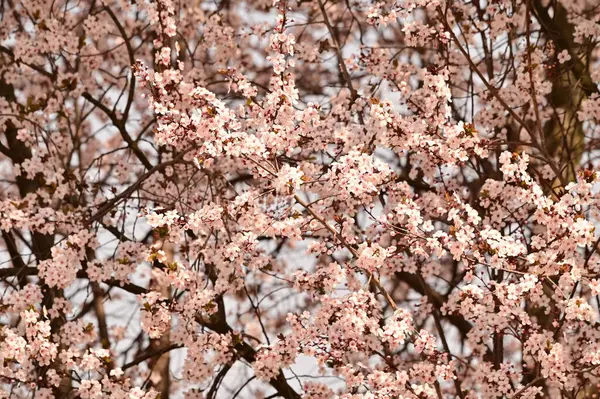 Weiße Blüten Auf Ästen Frühling — Stockfoto