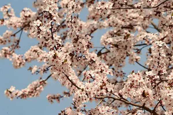 春天里树枝上的白花 — 图库照片