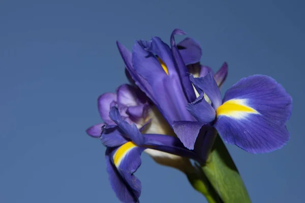 Крупним Планом Вид Красиві Квіти Блакитне Небо — стокове фото