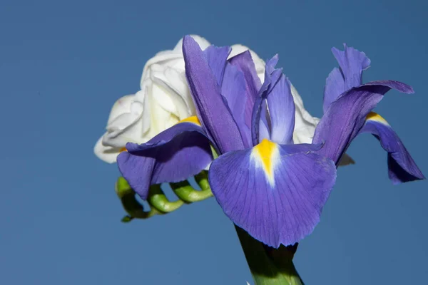 Close View Beautiful Flowers Blue Sky — Stock Photo, Image