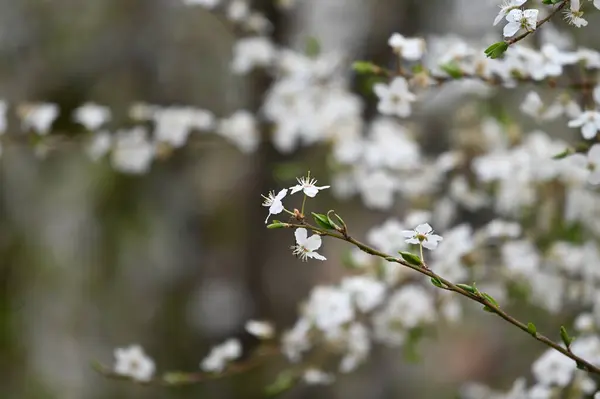 Білі Квіти Гілці Дерева Навесні — стокове фото