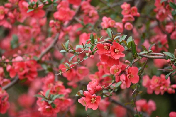 İlkbaharda açan güzel kiraz çiçeğinin yakın görüntüsü