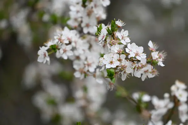 Fehér Virágok Faágon Tavasszal — Stock Fotó