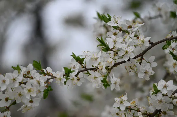 Bahar zamanı ağaç dalında beyaz çiçekler