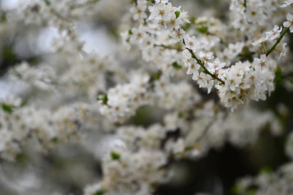 Fiori Bianchi Ramo Albero Primavera — Foto Stock