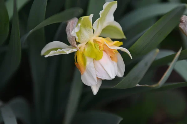Крупным Планом Вид Красивых Цветов Нарциссов Саду Весной — стоковое фото