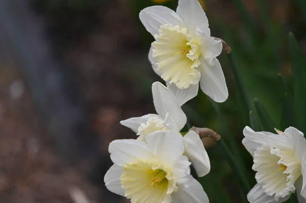 春天花园中美丽的水仙花的特写 — 图库照片