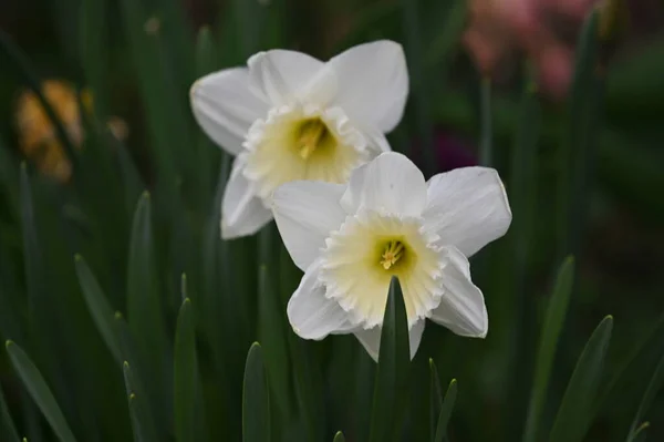 春の庭の美しい水仙の花を間近で見ることができます — ストック写真
