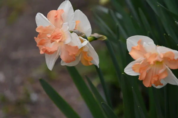 Vue Rapprochée Belles Fleurs Jonquilles Dans Jardin Printemps — Photo