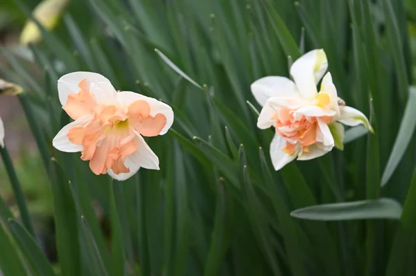 春の庭の美しい水仙の花を間近で見ることができます — ストック写真