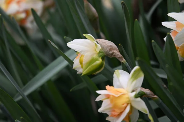 Крупним Планом Вид Красиві Квіти Нарцисів Саду Навесні — стокове фото