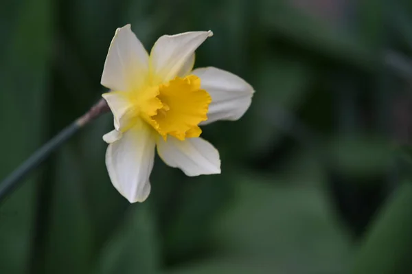 Vista Cerca Hermosas Flores Narcisos Jardín Primavera —  Fotos de Stock