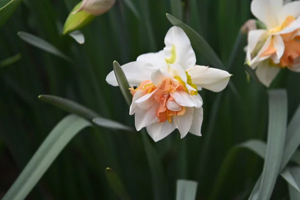 Крупним Планом Вид Красиві Квіти Нарцисів Саду Навесні — стокове фото
