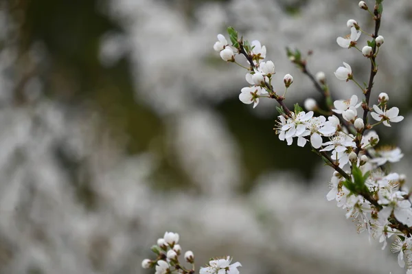 Білі Квіти Гілці Дерева Навесні — стокове фото