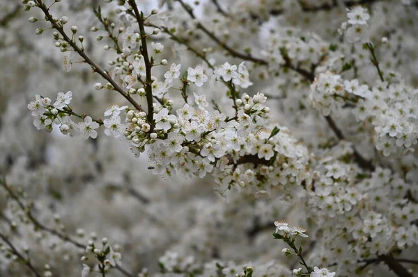 Flores Blancas Rama Del Árbol Primavera —  Fotos de Stock