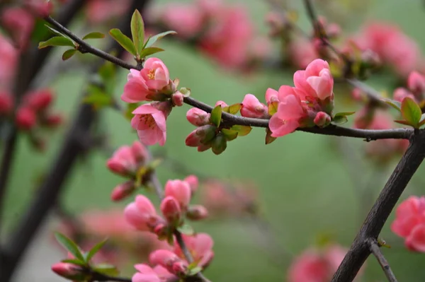 春の桜の花を間近に見る — ストック写真