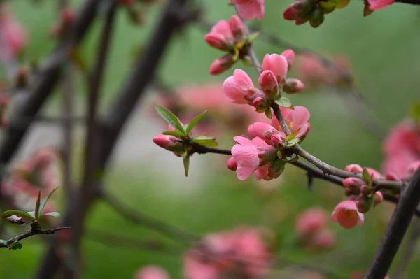 Zblízka Pohled Krásné Kvetoucí Třešně Jaře — Stock fotografie