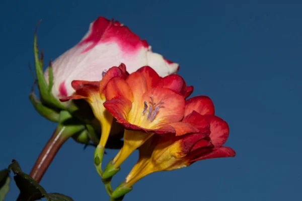 Close Από Όμορφα Λουλούδια Τριαντάφυλλο Και Ορχιδέα Στον Γαλάζιο Ουρανό — Φωτογραφία Αρχείου