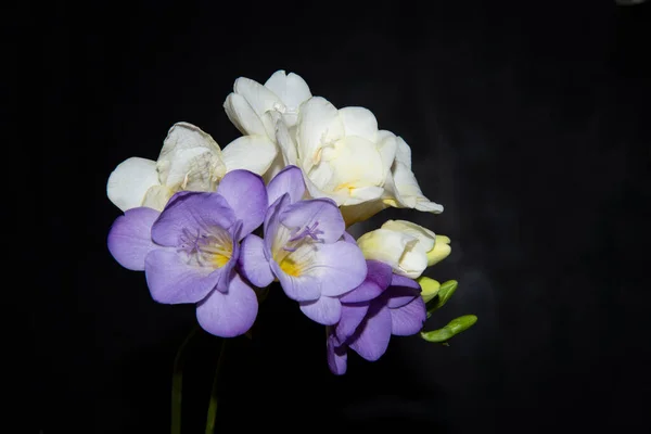 Красивые Цветы Черном Фоне — стоковое фото