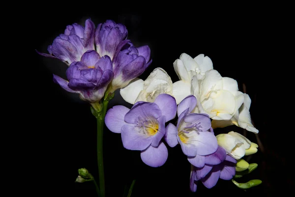 Schöne Blumen Auf Schwarzem Hintergrund — Stockfoto