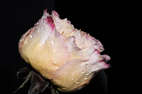 Belle Fleur Rose Sur Fond Sombre — Photo