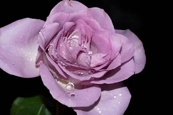 Beautiful Rose Flower Dark Background — Stock Photo, Image