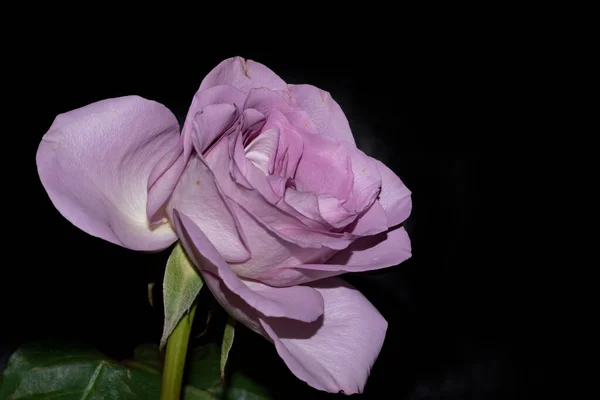Piękny Kwiat Róży Ciemnym Tle — Zdjęcie stockowe