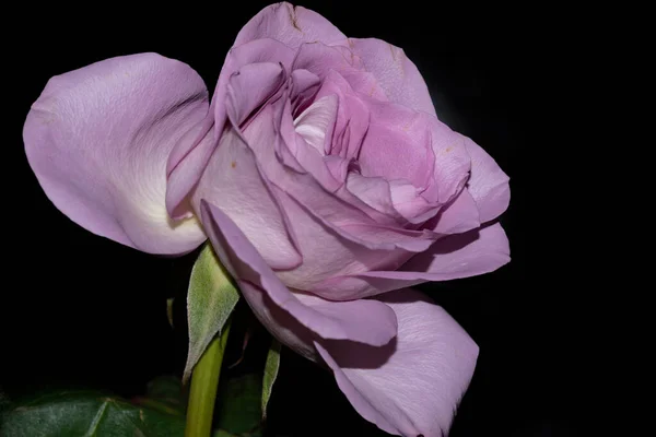 Όμορφο Τριαντάφυλλο Λουλούδι Σκούρο Φόντο — Φωτογραφία Αρχείου