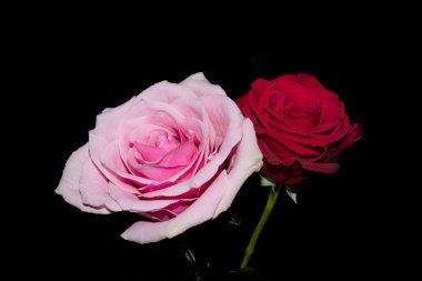 Koyu arkaplanda güzel güller