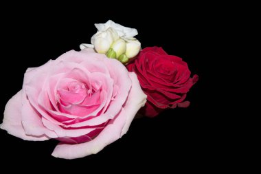 Güzel güller ve siyah arkaplanda beyaz orkide çiçekleri.