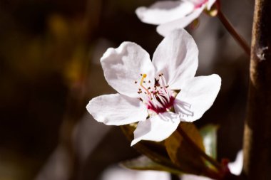 Bahar zamanı ağaç dalında beyaz çiçekler