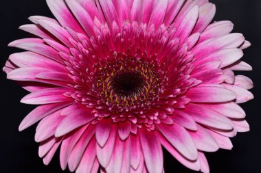 Güzel Gerbera çiçeği, yakın görüş.