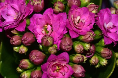 bahçede büyüyen güzel pembe çiçekler