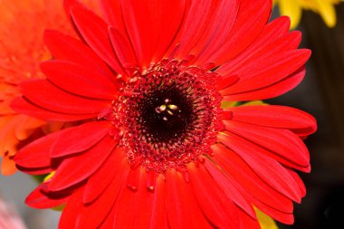 Güzel Gerbera çiçeği, yakın görüş.