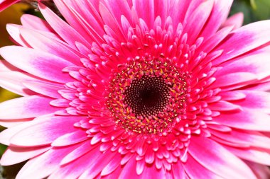 Güzel Gerbera çiçeği, yakın görüş.