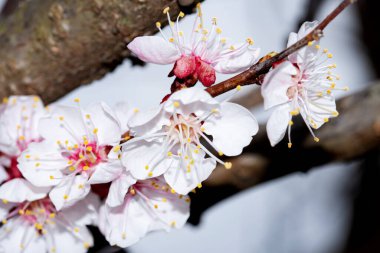 Bahar zamanı ağaç dalında beyaz çiçekler