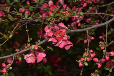 İlkbaharda açan güzel kiraz çiçeğinin yakın görüntüsü
