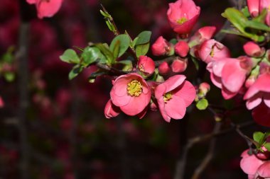 İlkbaharda açan güzel kiraz çiçeğinin yakın görüntüsü