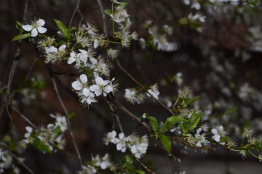 Bahar zamanı ağaç dalında beyaz çiçekler