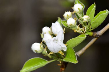 Bahçede güzel bahar çiçekleri açar.