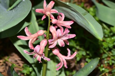 bahçede büyüyen güzel pembe çiçekler
