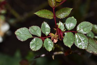Gül çiçeğinin yeşil yaprakları, yakın görünüm
